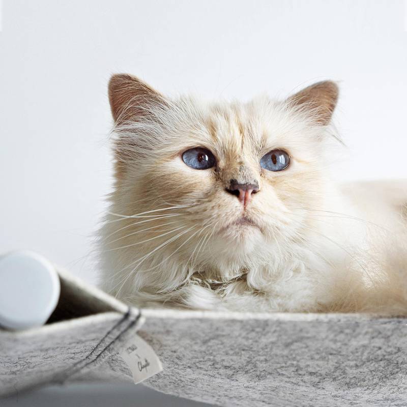 Vertrappen bezoek pedaal Karl Lagerfeld's cat Choupette has landed a pet furniture collaboration
