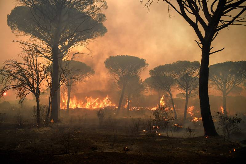 Wildfires in southern France. Tree species are facing several threats including an increase in the frequency of wildfires due to climate change and deforestation because of industry, agriculture and firewood. Photo: AFP
