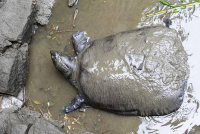 TOPSHOT - This photo taken on May 6, 2015 shows a female Yangtze giant softshell turtle at Suzhou Zoo in Suzhou in China's eastern Jiangsu province. The world's largest turtle is on the brink of extinction after a female specimen died on April 13, 2019 at Suzhou zoo, leaving behind just three known members of the species. - China OUT
 / AFP / STR
