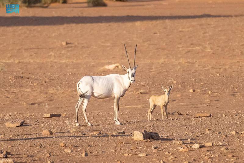 The calf was born at the King Salman Royal Reserve in the Northern Borders province.