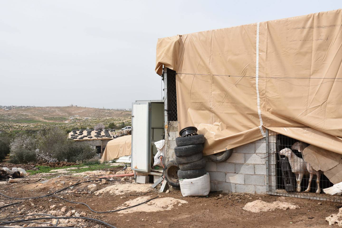 Livestock in the Palestinian village of Susiya is under threat because of a lack of water. Rosie Scammell / The National