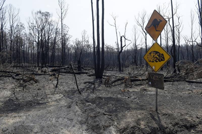 A scorched kangaroo and wombat warning sign stands next to trees burned by wildfires outside Buchan, East Gippsland, Australia, on Thursday, Jan. 9, 2020. Dozens of communities -- from small towns such as Pambula on the south coast of New South Wales state, to alpine villages in neighboring Victoria -- are again in danger from wildfires that have razed more than 2,000 homes, killed at least 26 people and charred more than 10 million hectares (25 million acres) of forest and bush across the nation in the past few months. Photographer: Carla Gottgens/Bloomber