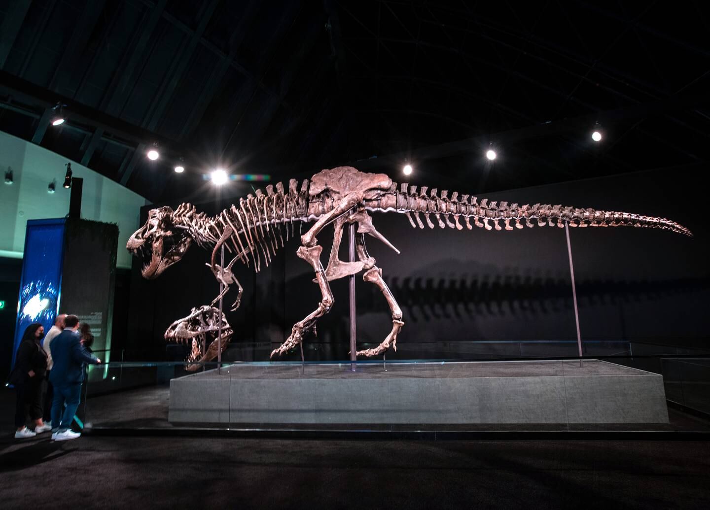 Highlights of the museum will include 'Stan', the world-famous 11.7 metre-tall Tyrannosaurus rex. Victor Besa / The National