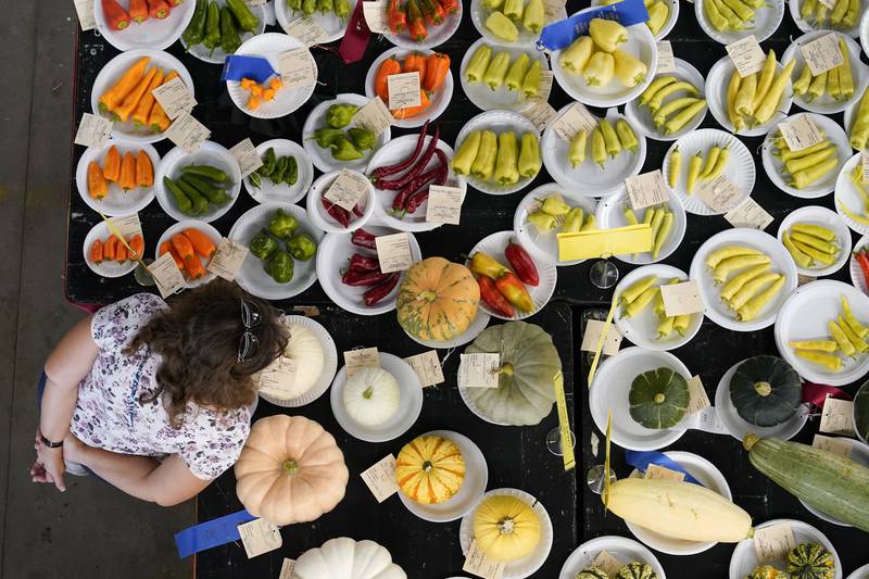 A fairgoer looks over prize-winning produce on display at the Iowa State Fair in Des Moines. AP