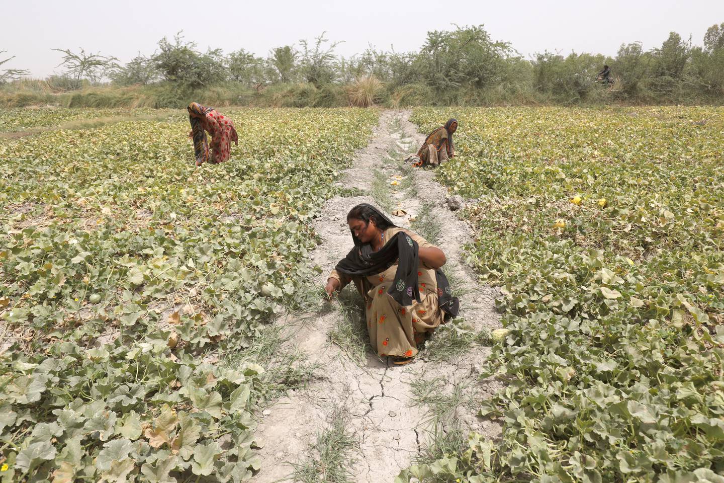 Women clear unwanted grass at a muskmelon farm, during a heatwave, on the outskirts of Jacobabad, Pakistan, in May. Reuters