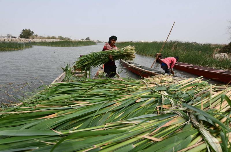 Iraqi men collect reed (Phragmites australis) harvested from the marshlands in Iraq's southern Dhi Qar province. All photos: AFP