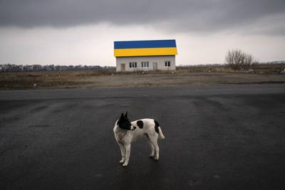 A dog looks at cars passing by on the road near a house painted with the colors of the Ukrainian flag, on the outskirts of the capital Kyiv. AP Photo