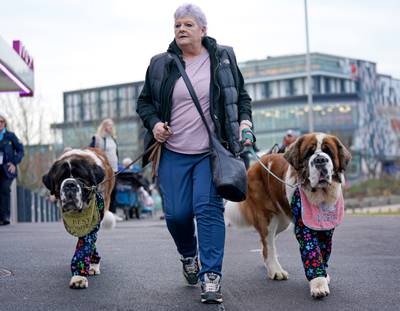 A woman with two Saint Bernard dogs heads to Crufts. PA