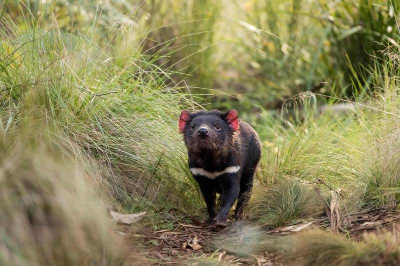 A Tasmanian devil walking in the wild in mainland Australia. AFP / Aussie Ark