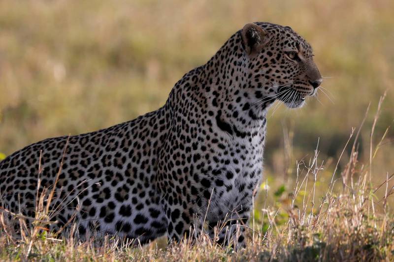 A leopard sits in the grass in the Maasai Mara National Reserve, Kenya. Reuters