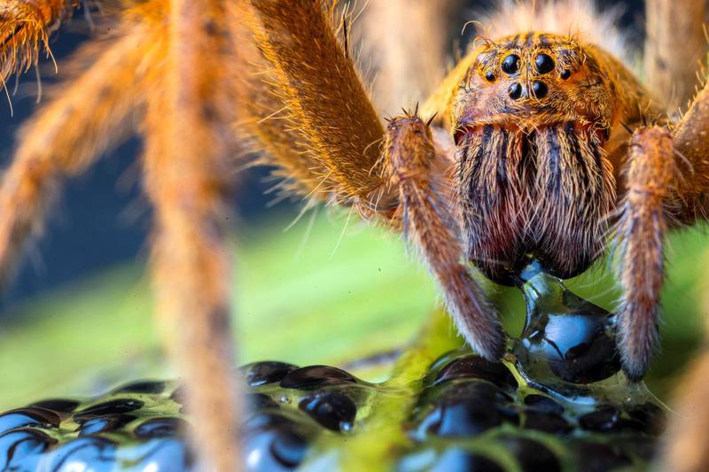 Highly Commended 2020, Behaviour: The spider's supper by Jaime Culebras, Spain
