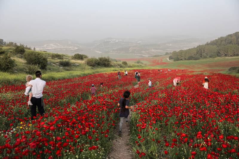People enjoy a walk in a poppy field in the Ella Valley near Jerusalem. EPA