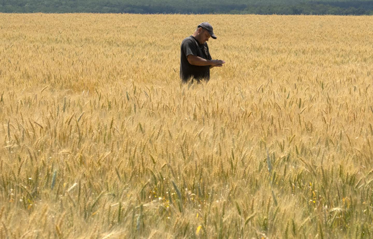 A farmer checks the wheat in a field in the Donetsk region, Ukraine. AP