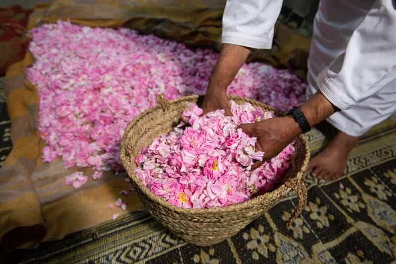Once the roses are picked they are taken to the distillation factories to process the flowers into fragrant water or oils using traditional and modern methods. 