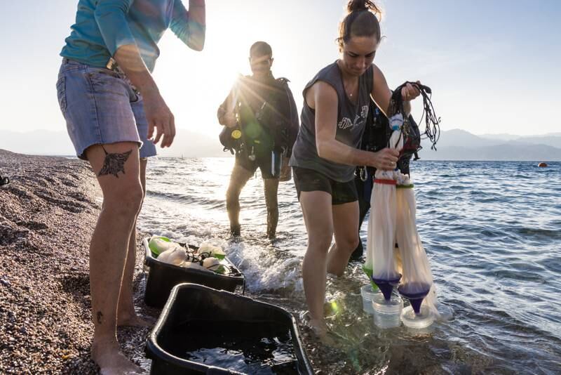 Collected coral larvae are used in experiments to assess the environment's impact on their development and survival. 