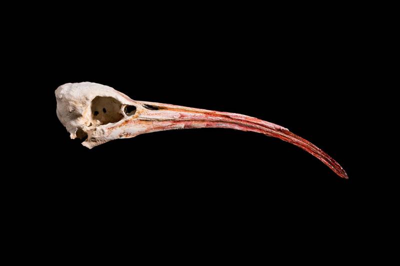 Skulls
Hrair Sarkissian
Final Flight, 2018
Mixed media
10 1/4 x 2 3/8 x 2 inches
Courtesy of the Artist


Project Hrair and Tate Modern (Vasilis Oikonomopoulus).
Northern Bald Ibis (extinct in Palmyra/Syria in the 30s and reappeared again in 2002 and disappeared again during the war, and were seen the last time in 2010).
Skull scan in Madrid (Macro Photogrammetry but it may also require a mix of data - tbc) and reproduction of 7 pieces to mount on metal poles.
3D printing in-house afterward with material to be defined with client (aim is to look like bone, as real as possible)