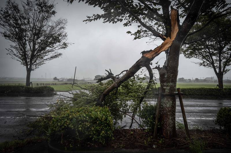 A tree's limb snapped by the wind. AFP