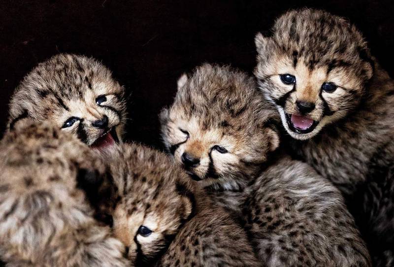 Five cubs from cheetah Kate in Safaripark Beekse Bergen, Hilvarenbeek, the Netherlands. Remko De Waal / EPA
