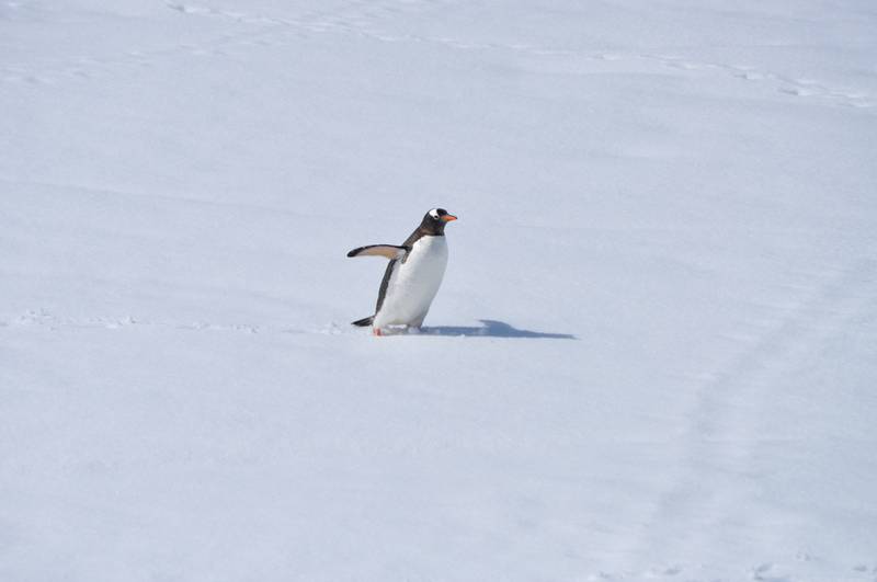 Penguin Island is one of the smallest South Shetland Islands, named for its flightless birds. Photo: Unsplash / Henrique Setim