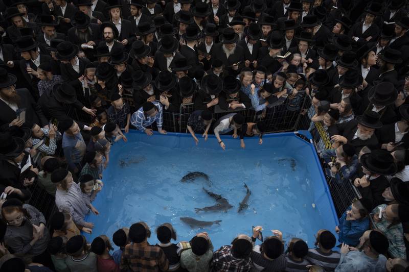 Jews surround a plastic pool with fish as they perform the Tashlich ritual in the coastal Mediterranean city of Netanya. AP