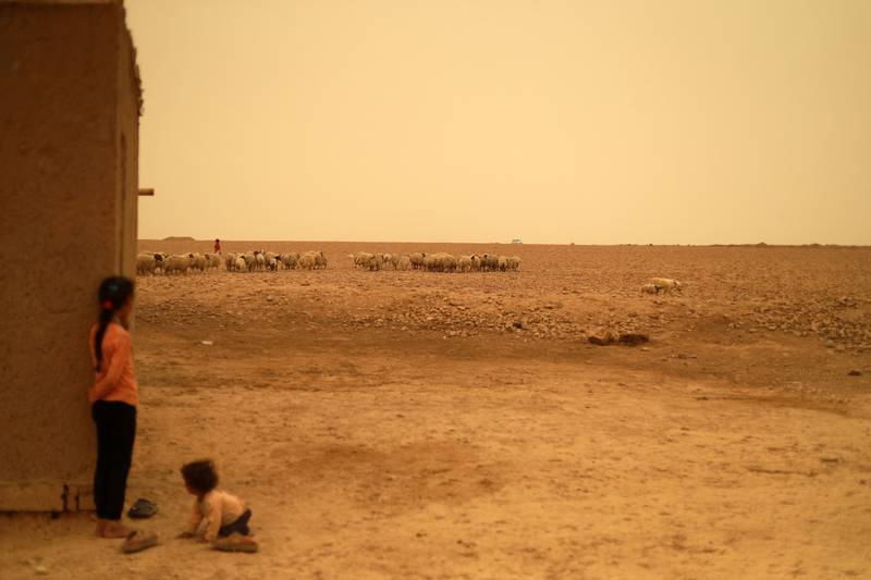Children watch as a shepherd guides his sheep during a sandstorm on the outskirts of Tabqa.  