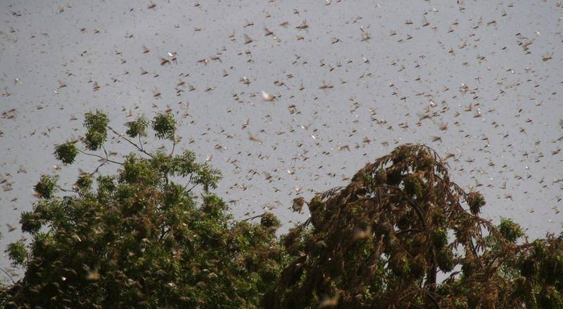 Locusts are seen flying over Hyderabad, Pakistan. EPA