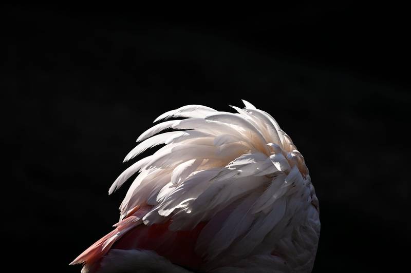 A close-up of a pink flamingo.