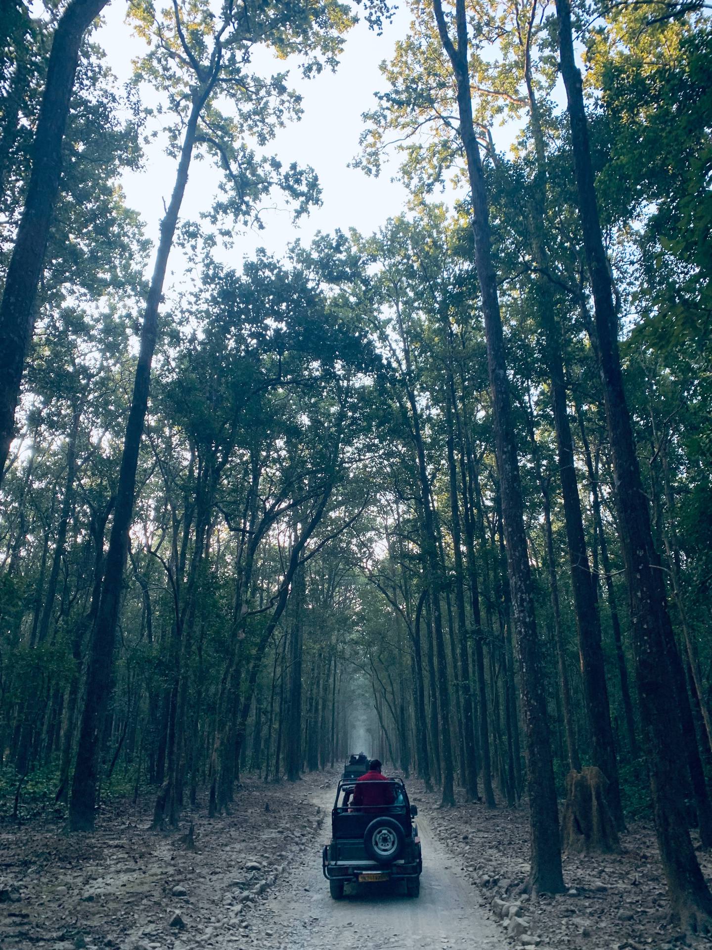 Corbett National Park is named after the celebrated Jim Corbett – railwayman, hunter and proto-conservationist. Unsplash