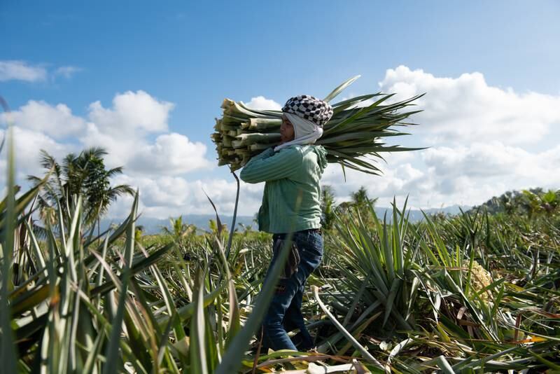 Farmers collect pineapple leaves that are discarded during the harvest. Photo: Ananas Anam