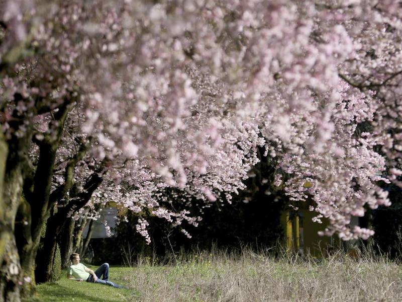 A man enjoys the sun under blooming cherry trees in Muelheim, Germany on March 24, 2017. Roland Weihrauch / DPA via AP