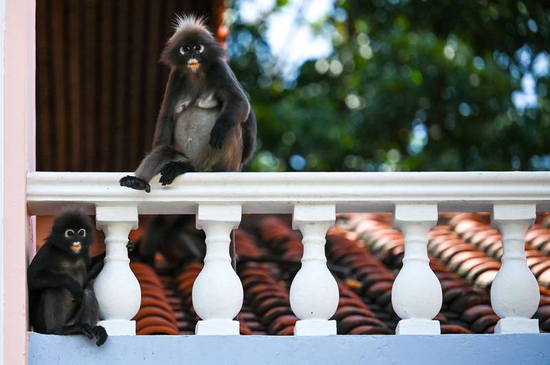 Dusky leaf monkeys in Langkawi. Photo: AFP