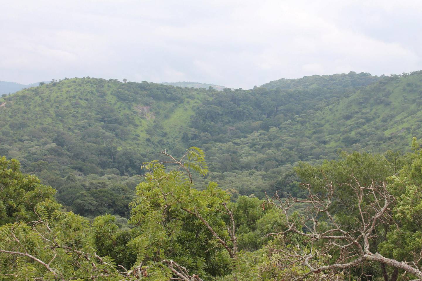 Национальный парк Мбам и Джерем в Камеруне, работы по сохранению которого поддерживаются Фондом сохранения видов Мохамеда бен Заида.  любезно предоставлено: Ален Делон Муафо Такун.