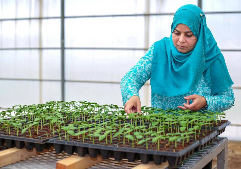 Dr Henda Al Mahmoudi, a plant biologist at the International Centre for Biosaline Agriculture. Victor Besa for The National