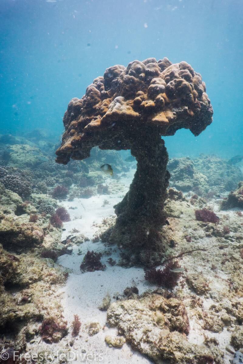 Mushroom-shaped coral at Dibba Rock. Photo: Darryl Owen / Freestyle Divers