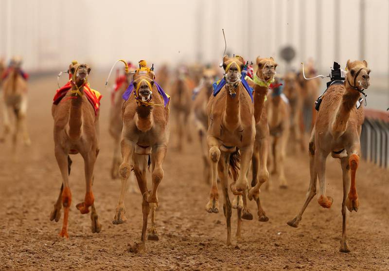 Camels race during Al Marmoom Heritage Festival at the Al Marmoom Camel Racetrack in Dubai. All photos by Getty Images