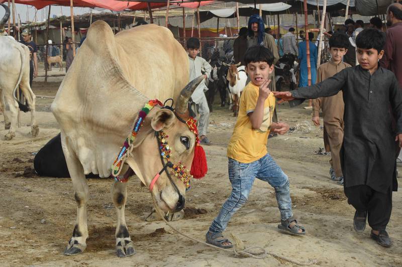 Children play at a livestock market in Quetta, the capital and largest city of the Pakistani province of Balochistan. AFP