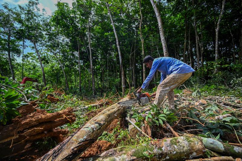A lumberjack chops trees to feed the rising demand for firewood in Nehinna, Sri Lanka.  All photos by AFP