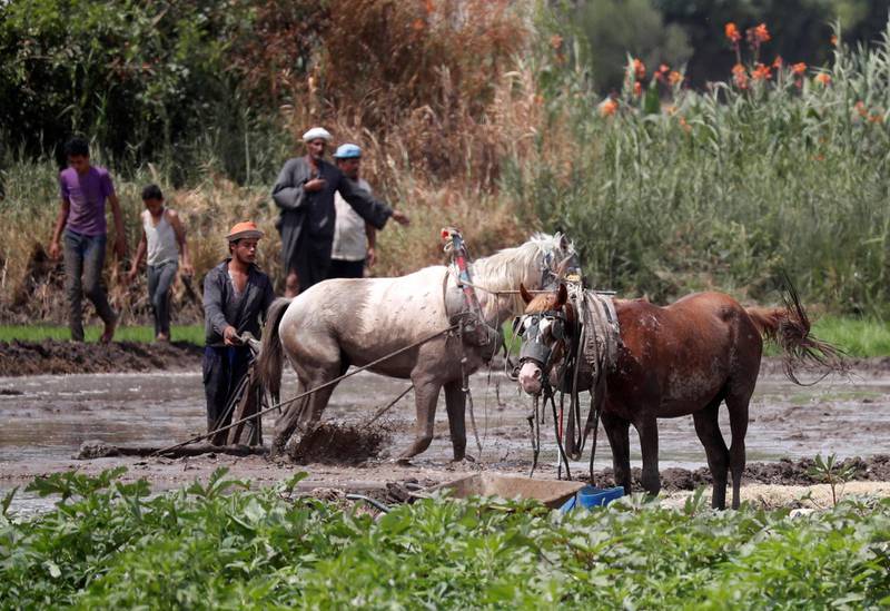 Farmers flatten the soil using horses to prepare the agricultural land for growing rice, amid concerns over the coronavirus disease (COVID-19), in Abu Kabir, Sharqia Governorate, north of Cairo, Egypt. REUTERS