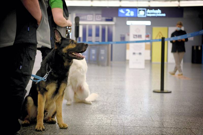 The coronavirus sniffer dog named Valo sits at the Helsinki airport in Vantaa, Finland, to detect the Covid-19 from the arriving passengers, on September 22, 2020. (Photo by Antti Aimo-Koivisto / Lehtikuva / AFP) / Finland OUT