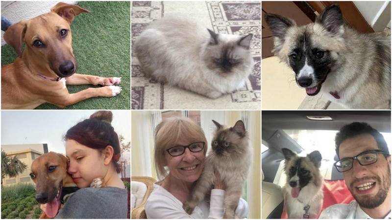 Owners who have been reunited with their lost pets share their tips on how to find them.