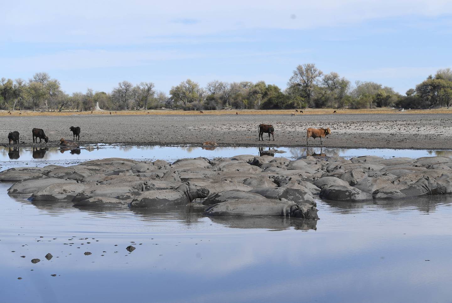 Hippos relax in Botswana's Okavango Delta. AFP