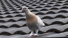 Australia: hope for condemned pigeon after leg band deemed fake