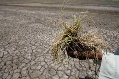 An Egyptian rice farmer shows his drought damaged rice crop and cracks in the rice terrace soil caused by more than 30 days of no rain in a village near Balqis, 260 km () 162 miles northeast of Cairo June 14, 2008.  REUTERS/Nasser Nuri   (EGYPT)