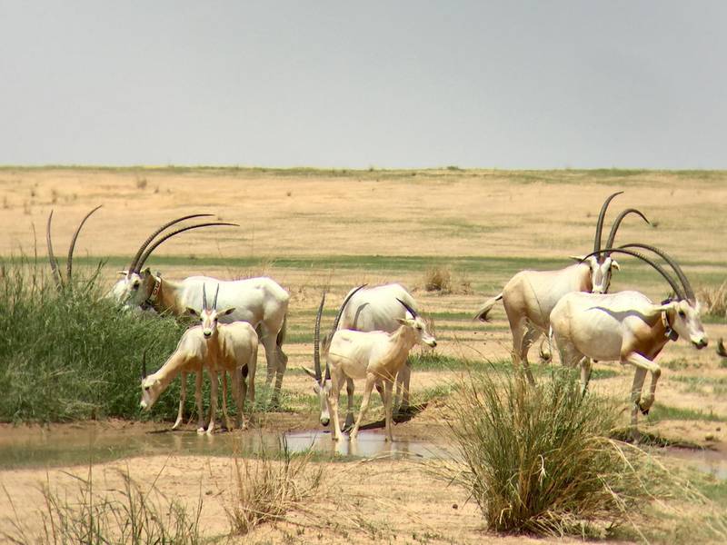 The UAE has worked with the International Union for Conservation of Nature for 20 years. It helped reintroduce this type of scimitar-horned oryx, which were once extinct in the wild, to Chad with the help with the organisation's Species Survival Commission. Courtesy Environment Agency - Abu Dhabi