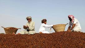 Oman's Mabsali date harvest - in pictures