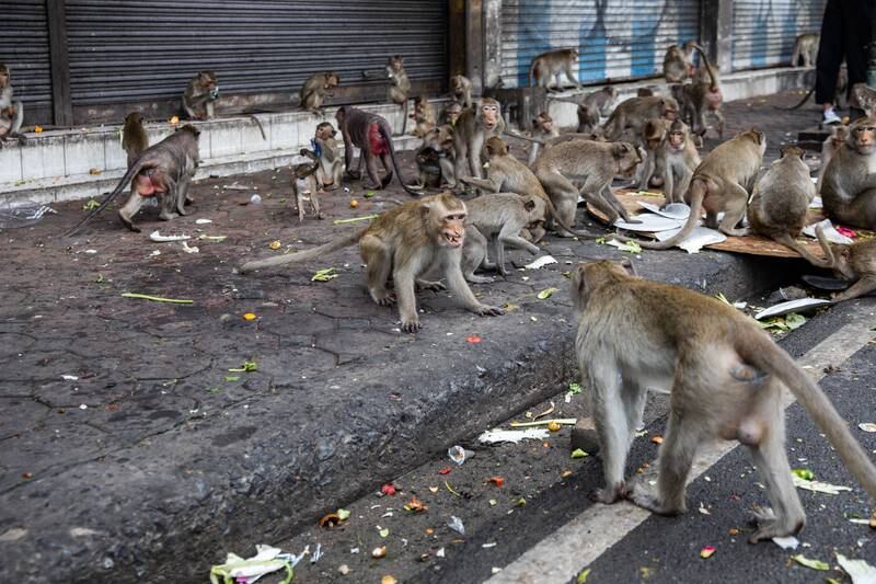Monkeys fight over food in Lopburi. Getty Images