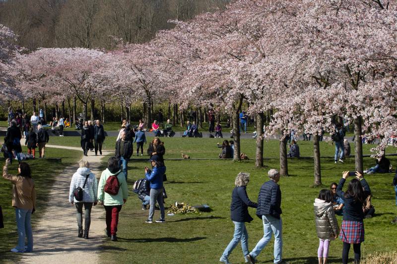 Not all visitors to the Cherry Blossom Park observe social distancing guidelines in Amstelveen, on the outskirts of Amsterdam, Netherlands. AP Photo
