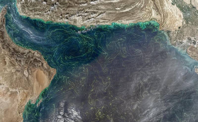 Satellite images show an algal bloom from January last year extending to the Indian Ocean and adjacent countries. Courtesy Ministry of Climate Change and Environment