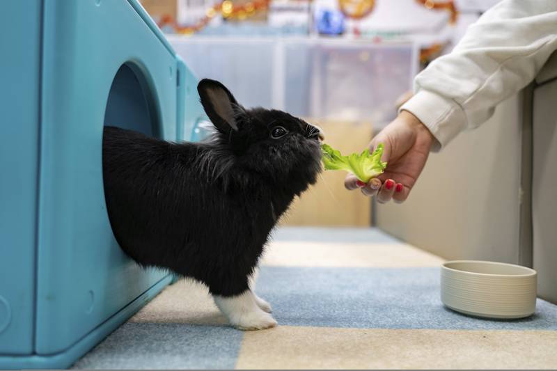 A staff member feeds a rabbit at the Bunny Style Hotel in Hong Kong, Wednesday, Jan.  18, 2023.  With the lifting of COVID restrictions, Hong Kongers are traveling again and some of those who keep rabbits at pets are booking them into a rabbit resort where they are fed, exercised and pampered with spa treatments.  The Lunar New Year of the Rabbit is shining a particular spotlight on the popularity of the animals in the crowded city of tiny apartments.  (AP Photo / Anthony Kwan)