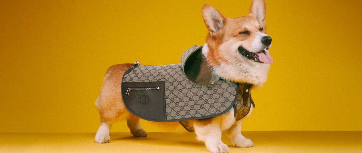 Which designer brands, accessories and clothes are a dog’s best friend?